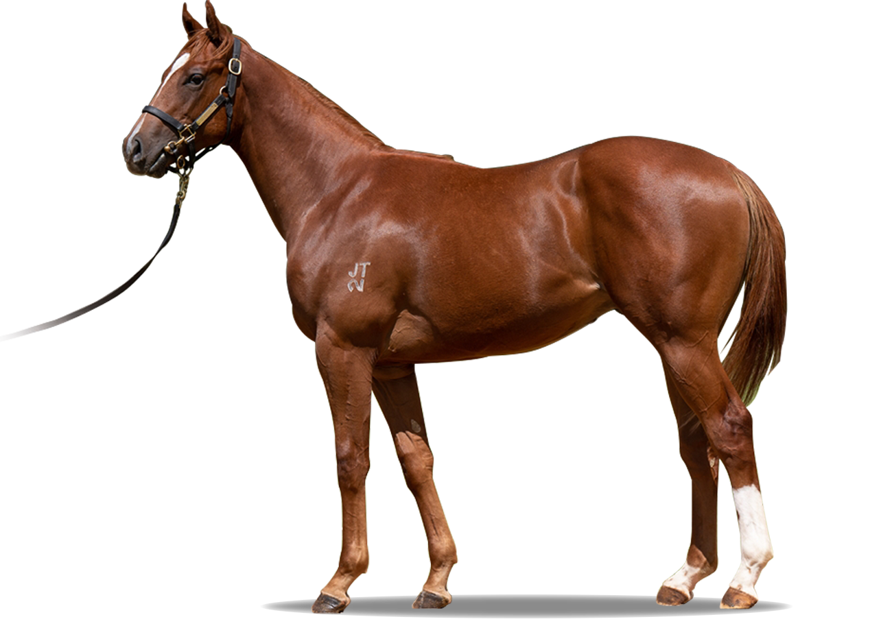 Castlevecchio x Double Ranga